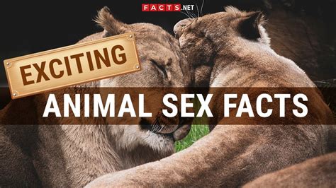 sex zoofilia|Zoofilia Porn, animal porn tube site.